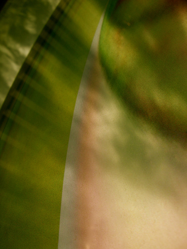 Bows | "Green Arching Up" |2009 | Archival digital C-Print, edition of 5 | 43.5" X 58" or custom sized 