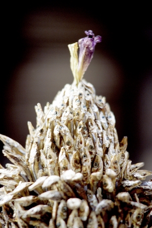 Partial view | Dried fish with lily | 12" X 12" X 12" in plexi box | 1995