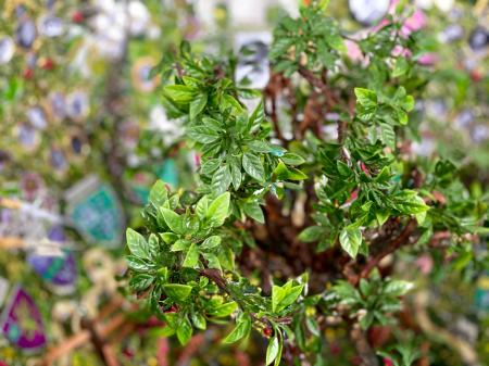 The Tapestry Geode | Interior detail with pomegranate tree 